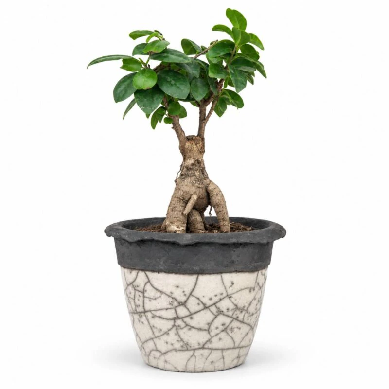 Cache-pot en céramique craquelée